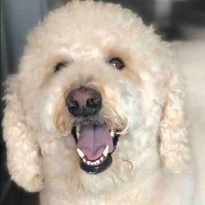 Meet your Posher, Howard